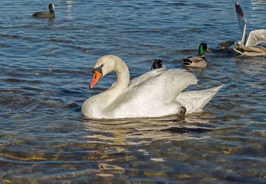 big Mute swan