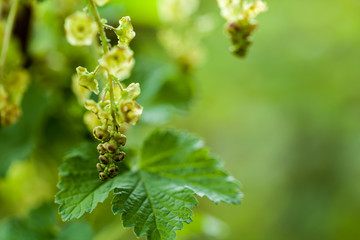 Johannisbeerblüte (Ribes rubrum) im Frühling,  Makro