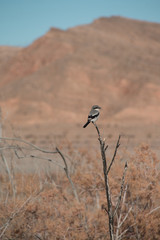 Loggerhead Shrike bird in the nature of lake mead recreation area, Nevada