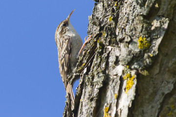 Waldbaumläufer (Certhia familiaris)