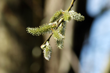 Flowers and birds in a garden