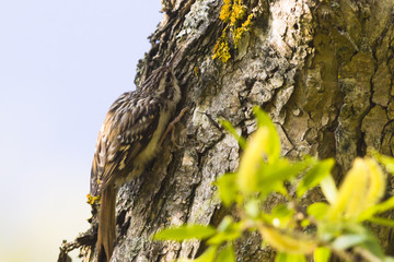 Fototapeta premium Waldbaumläufer (Certhia familiaris)