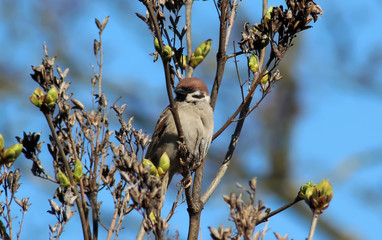 Flowers and birds in a garden