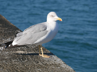 Seagull