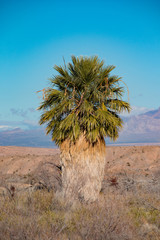 Washingtonia filifera palm in Nevada, Lake Mead national recreation area