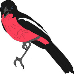 Portrait of a crimson breasted shrike - colored hand drawn vector Illustration isolated on white background