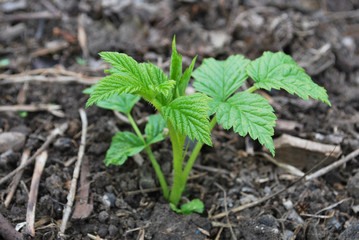 young raspberry shoots spring in garden of berries