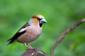 Coccothraustes coccothraustes, Hawfinch, sitting on a branch moss-grown. Wildlife. Europe, country slovakia. 