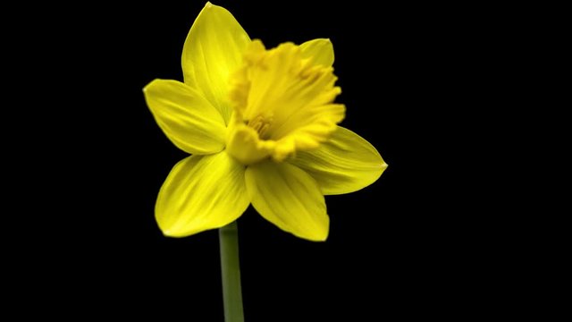 time lapse of daffodils open up their blossoms
