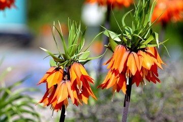 Orange crown imperial lily flowers (fritiallaria imperialis) close up. Shallow focus background. 