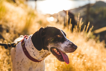 Profile of Dog on Trail in Front of Lake
