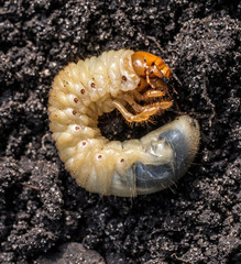 White grub cockchafer against the background of the black soil. Agricultural pest.