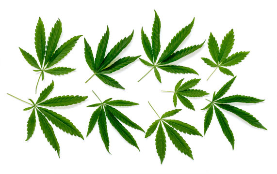 Pattern of cannabis leaf on a white background.