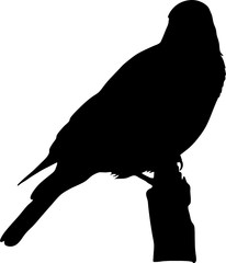 silhouette of a wild burchell's starling on a branch of a tree - digitally hand drawn vector silhouette, black isolated on white background