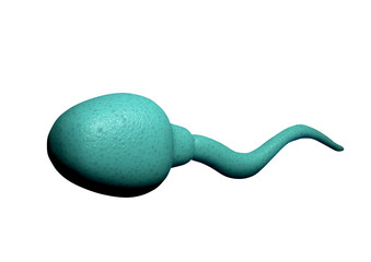 espermatozoide