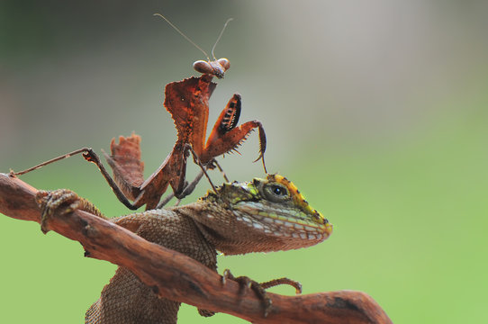 Lizard And Mantis