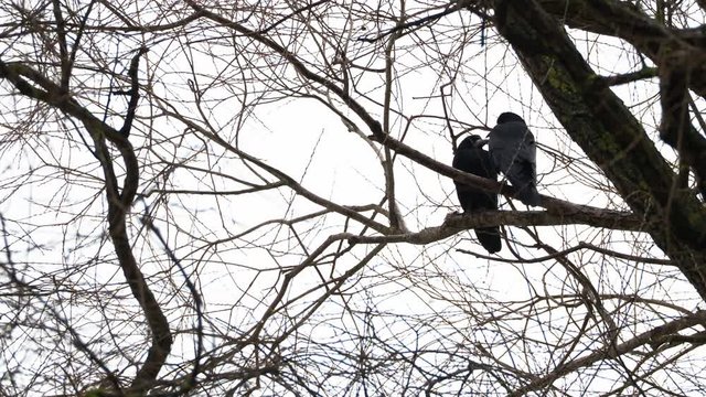 Pair of ravens sits on tree. One big black bird defecates.