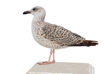 Marine gull
