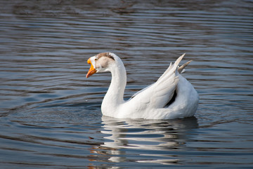 geese swim in the lake one by one and in pairs. Grey, white like in a fairy tale. Early spring, the weather is warm, but not hot. A beautiful day in the village on the farm.