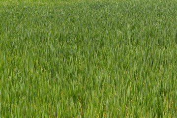 Green field cereal grass lawn garden plants