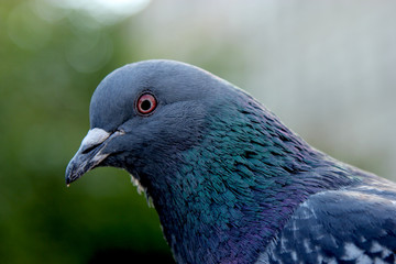 bird