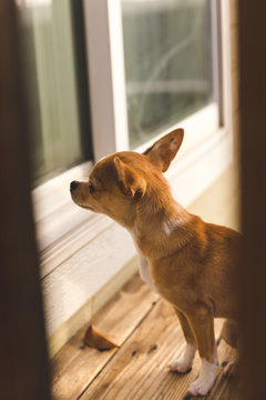 Small Orange Dog Looking into Window