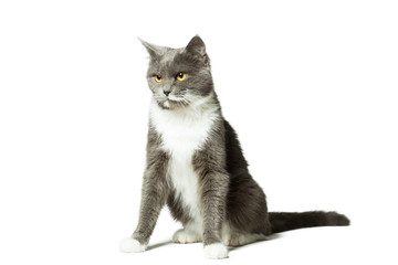 Obraz premium Gray fluffy cat with white breast and long mustache, isolated on white