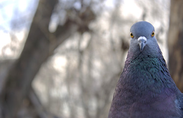 Beautiful pigeon posing