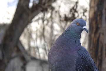 Obraz premium Beautiful pigeon posing