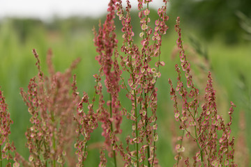 Blooming pink docks sorrels flowers grass. Rumex flowering plant