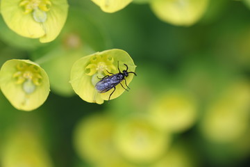 mouche
