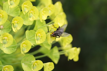 mouche