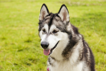 Alaskan Malamute Female Dog Outdoors Portrait