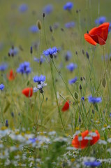 Wiesenstimmung im Fokus