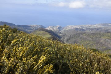 Madeira im Frühling