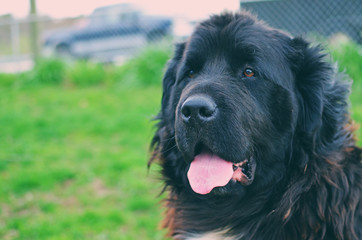 Fototapeta premium Black Newfoundland dog outside looking cute with tongue hanging out.