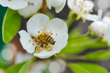 Biene mit Blütenstaub in einer Apfelblüte