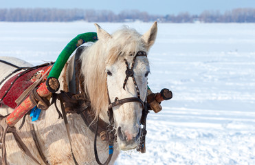Head of white horse with harness in wintertime