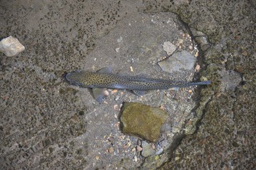 Madeira im Frühling