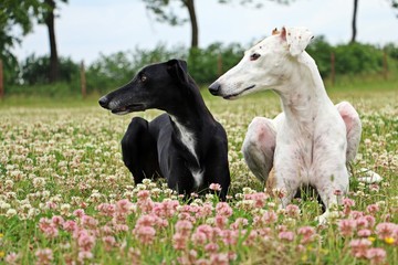 zwei hübsche spanische windhunde liegen nebeneinander in einem blühenden kleefeld und schauen in...