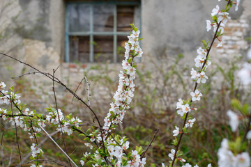 The tree that blooms on the background of the ruins of an old house. Concept of new life.  soft focus