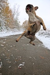 fliegende französische bulldogge