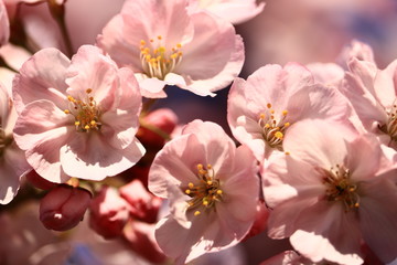 Naklejka premium cherry blossom