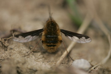 Bombyle (Bombylius major)