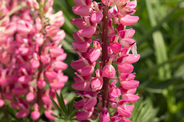 Pink lupin flowers blossoms Lupine, Lupines