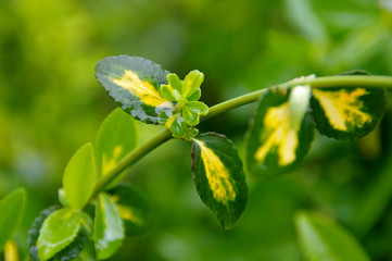 Droplets water on green wet leaves after rain