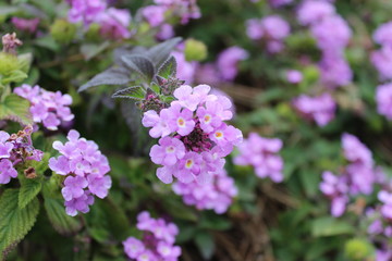 Obraz premium Soft Flowers