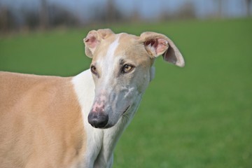 Fototapeta premium galgo portrait