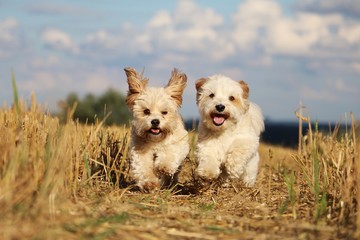 kleine hunde rennen durch ein stoppelfeld