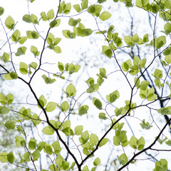 Grüne Buchenblätter im Frühling